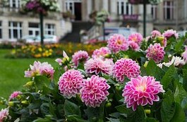 pink flowers