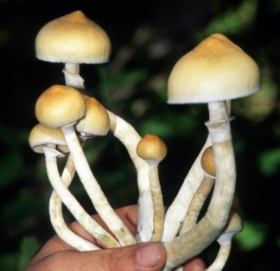 shrooms